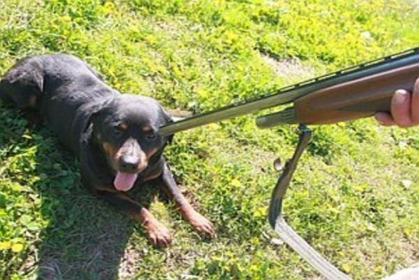 Догхантеру грозит полгода тюрьмы за 14 убитых собак