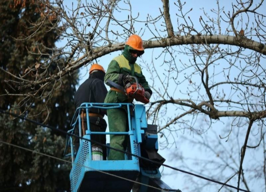  Мэрия Краснодара накажет подрядчиков, плохо обрезавших деревья 