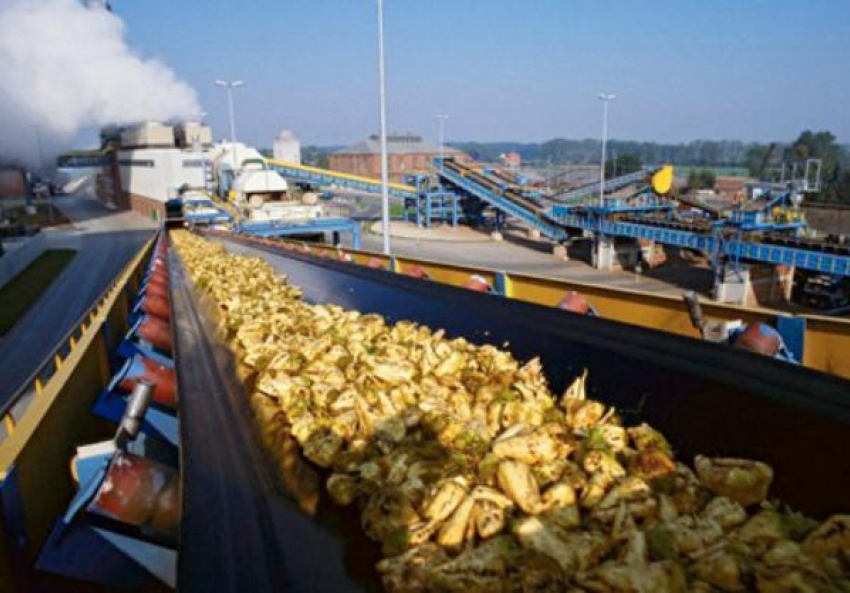 Миллион тонн сахарной свеклы заготовили заводы Кубани