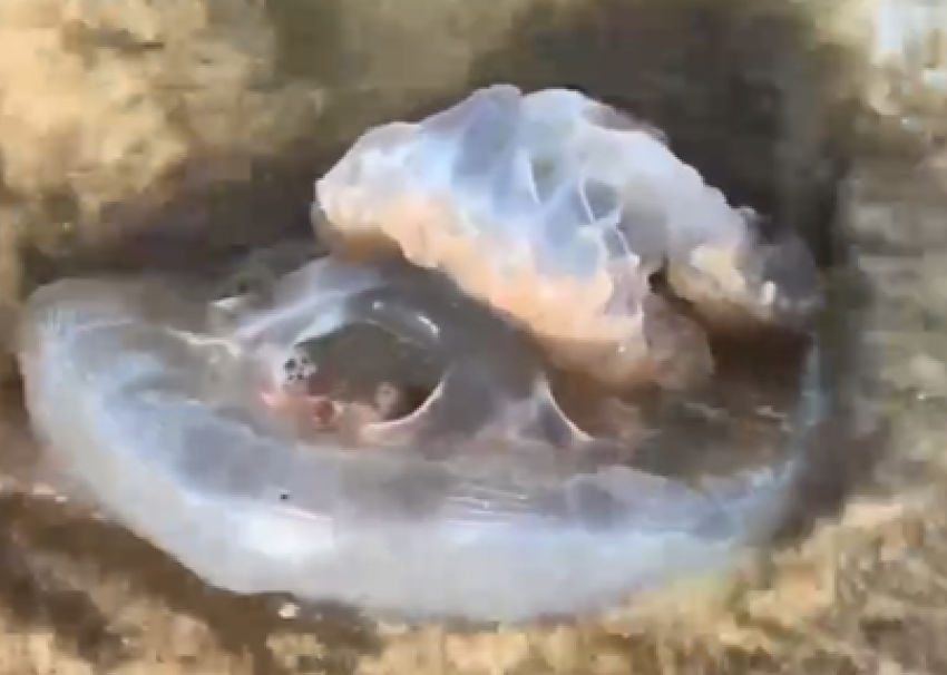 В Краснодарском крае медузы заполонили Азовское море в декабре: видео