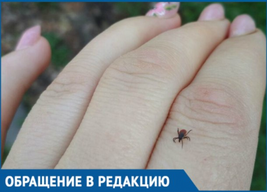  Женщина поймала клеща в Ботаническом саду Краснодара 