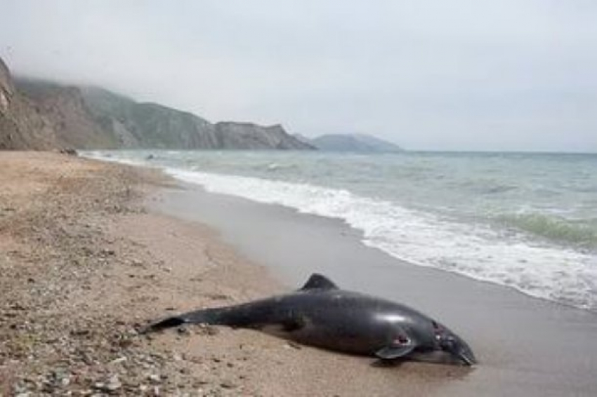 «Плохо лежит»: Врачей в Сочи вызвали на помощь к мертвому дельфину