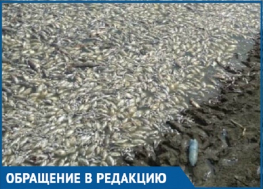 Кубанцы догадываются, почему гибнет рыба в реке Краснодарского края