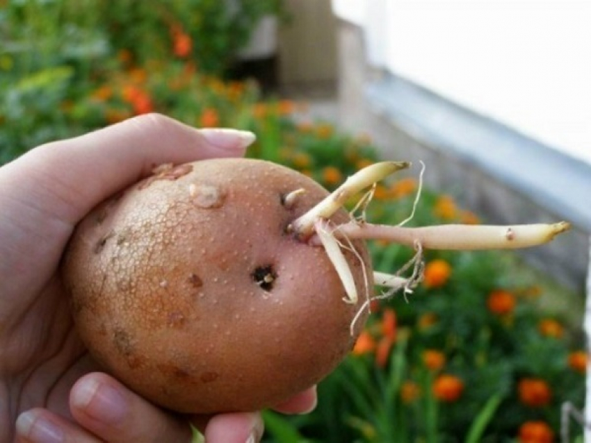 Когда проращивать картофель на посадку. Пророщенный картофель. Картошка с ростками.