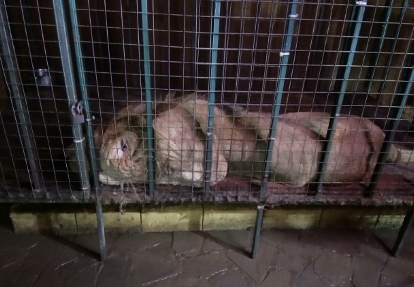 В опасных условиях содержат животных в зоопарке Анапы