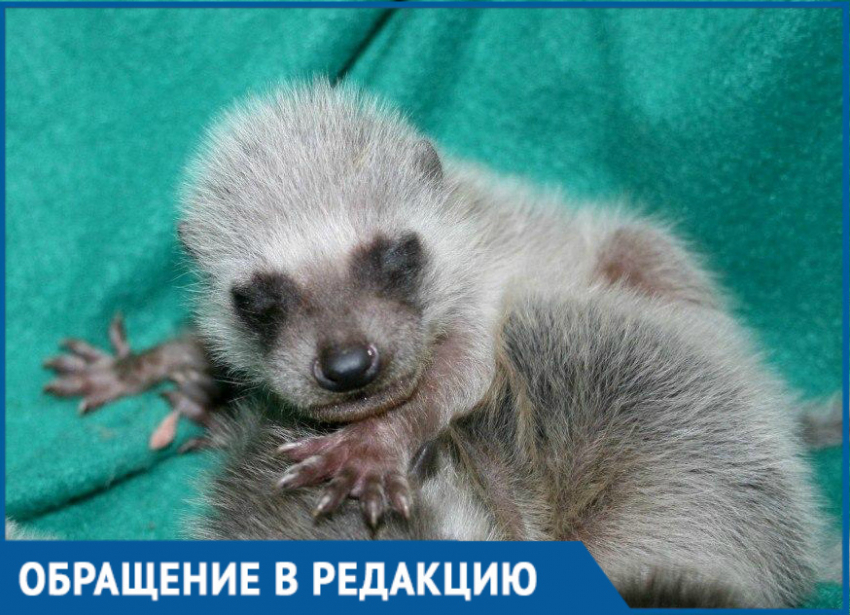 Енотиха с тремя детенышами попала в дом в Краснодаре, что делать?