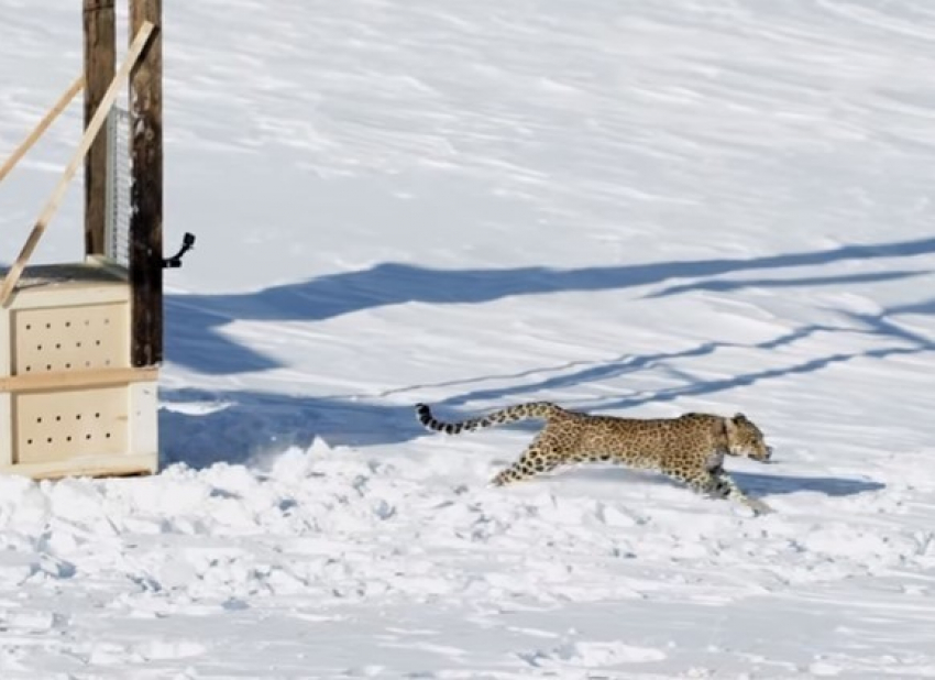 В горах Сочи леопард Виктория обрела свободу