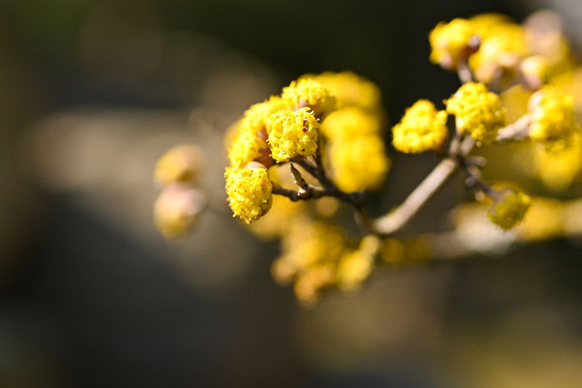 Необычные желтые «облачка» распустились в Японском саду