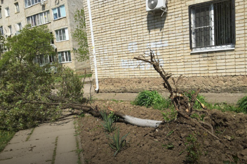 Причину сильного ветра в Краснодаре раскрыли метеорологи