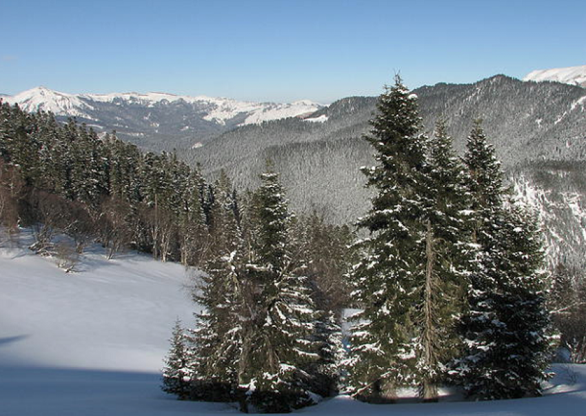 В Сочи перед новогодними праздниками усилили  охрану хвойных деревьев 
