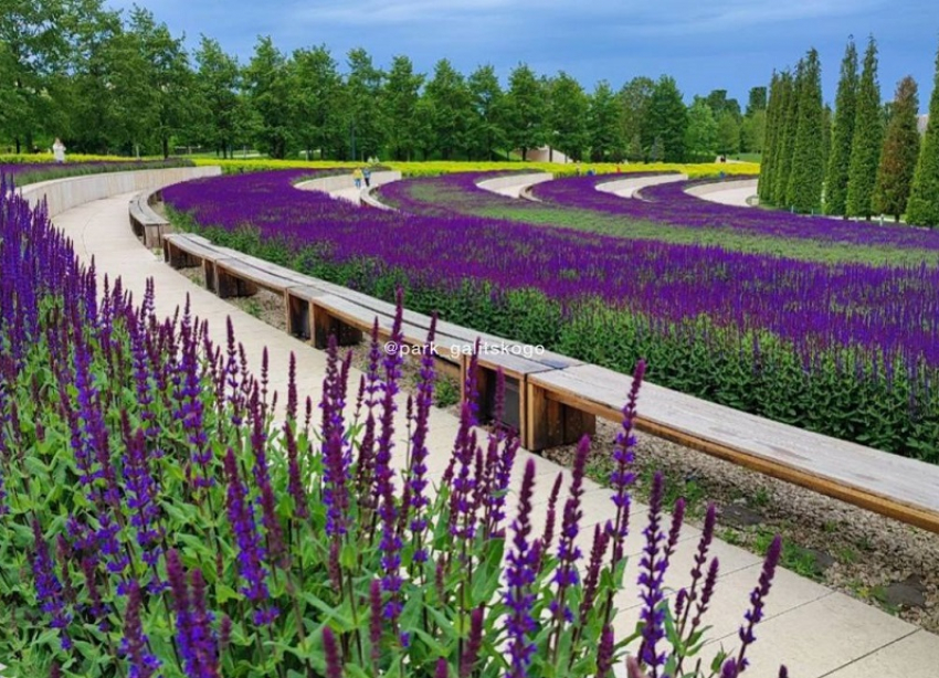 В парке Галицкого в Краснодаре стартовал сезон цветения шалфея