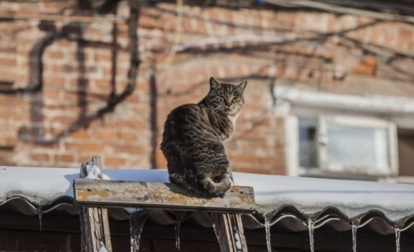  На Кубани пойдет дождь с мокрым снегом, который превратится в гололед 