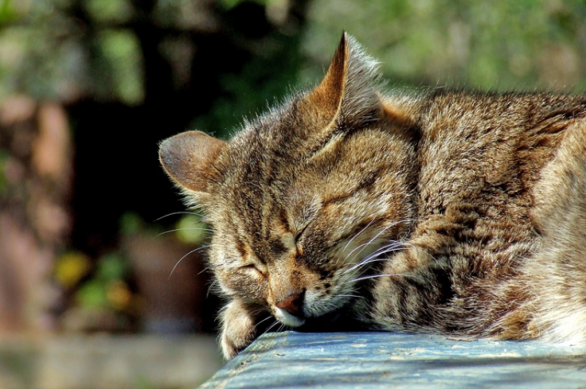 Жаркая и сухая погода ожидается на Кубани 