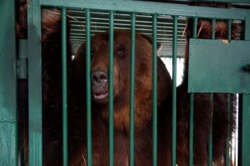 Кавказский заповедник не сможет приютить двух сочинских медведей