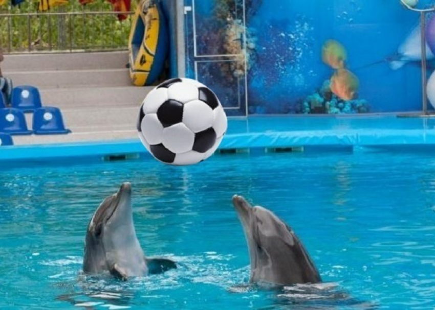 В Сочи дельфины за 100 дней до ЧМ-2018 сыграют в футбол