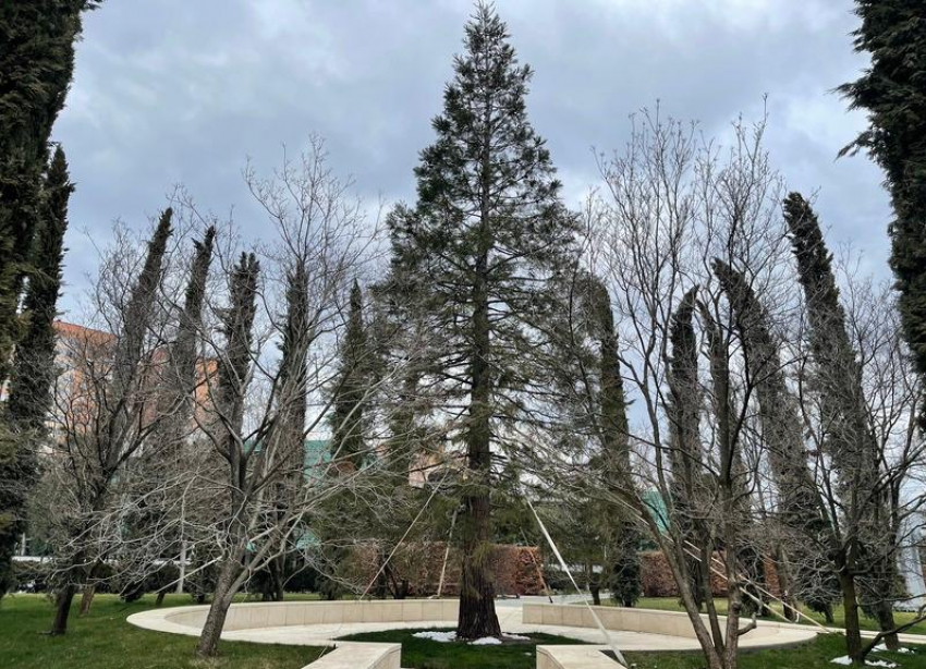 Долгожитель из США: доживет ли секвойя в парке Галицкого до 3000 лет
