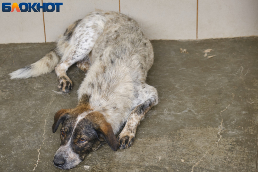 В Краснодарском крае ввели штрафы за нарушение требований к содержанию и выгулу домашних животных