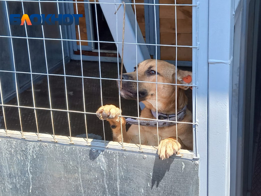 Отлов бездомных собак стартовал в пяти районах Краснодара 