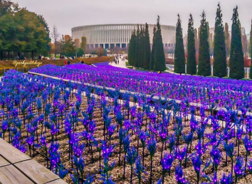 Поля электрического шалфея загорелись фиолетовым огнём в Краснодаре
