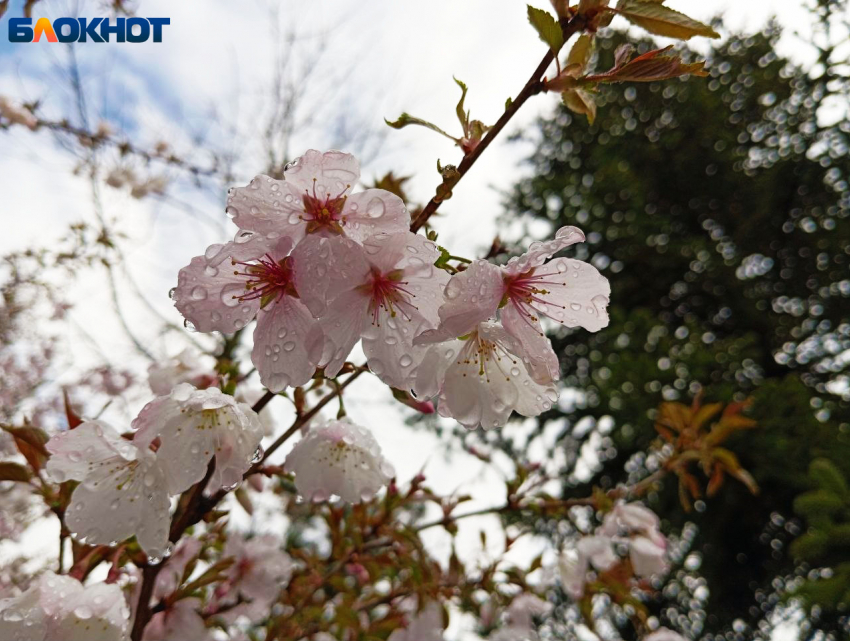 Пасмурная и дождливая суббота встретит краснодарцев