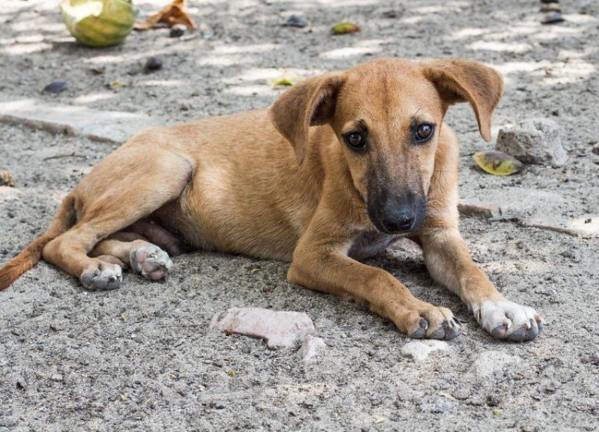 Краснодарский приют запустил акцию по бесплатной стерилизации бродячих псов