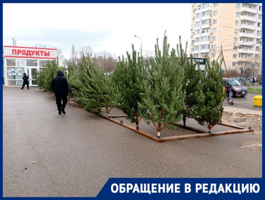 «На деревья больно смотреть»: ёлочный базар в Краснодаре столкнулся с критикой жителей