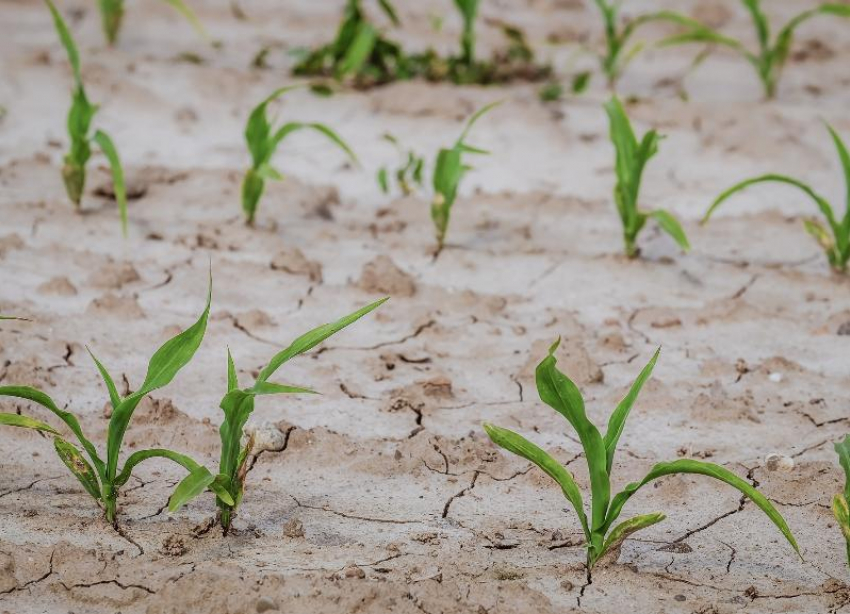 Кубанский урожай может пострадать от засухи
