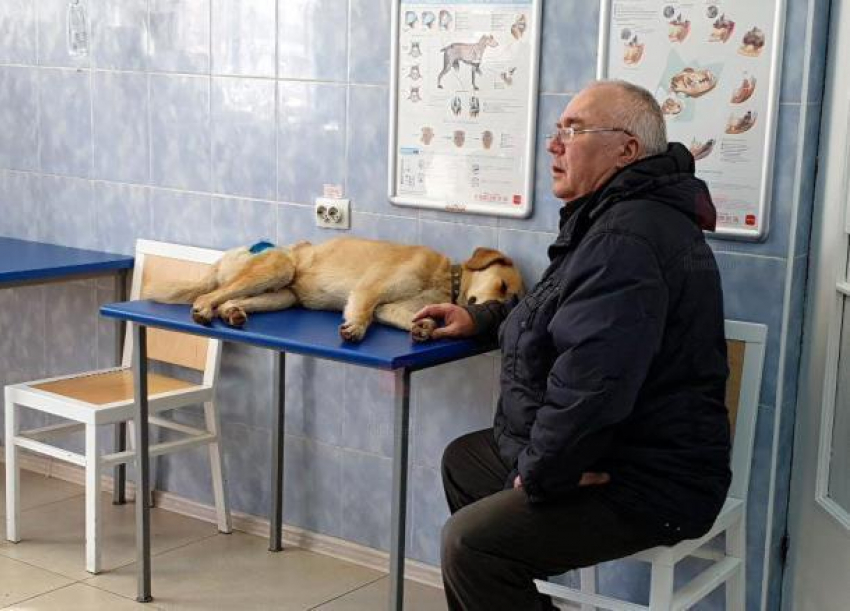 «Пока зовем Малышом»: краснодарский пенсионер рассказал о спасении раненого бездомного пса