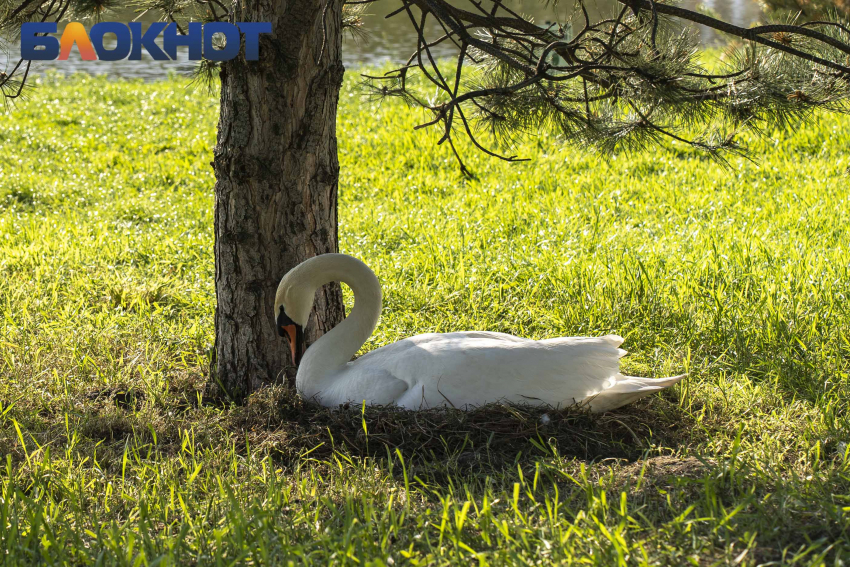 Любовный треугольник или попытка уйти от одиночества: как живут лебеди на озере «Немецкой деревни» в Краснодаре