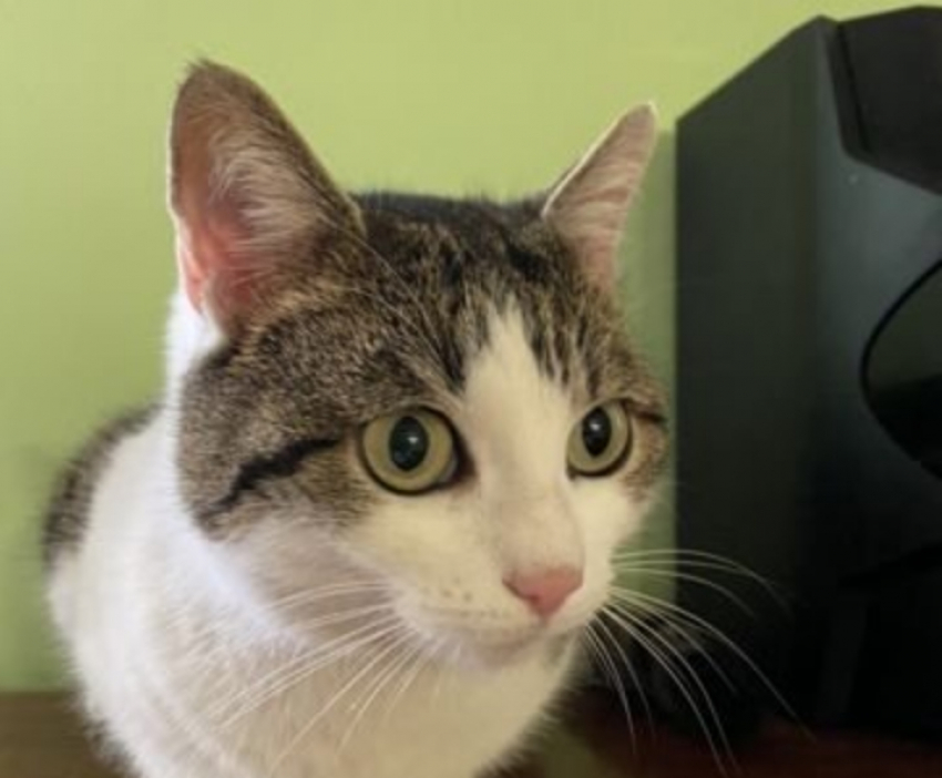 Уникальную кошку-провидицу продают в Новороссийске за 20 млн рублей