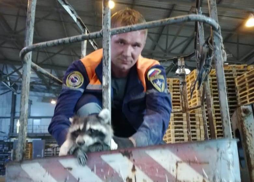 Зверье мое: кубанские спасатели сняли енота с потолка цеха