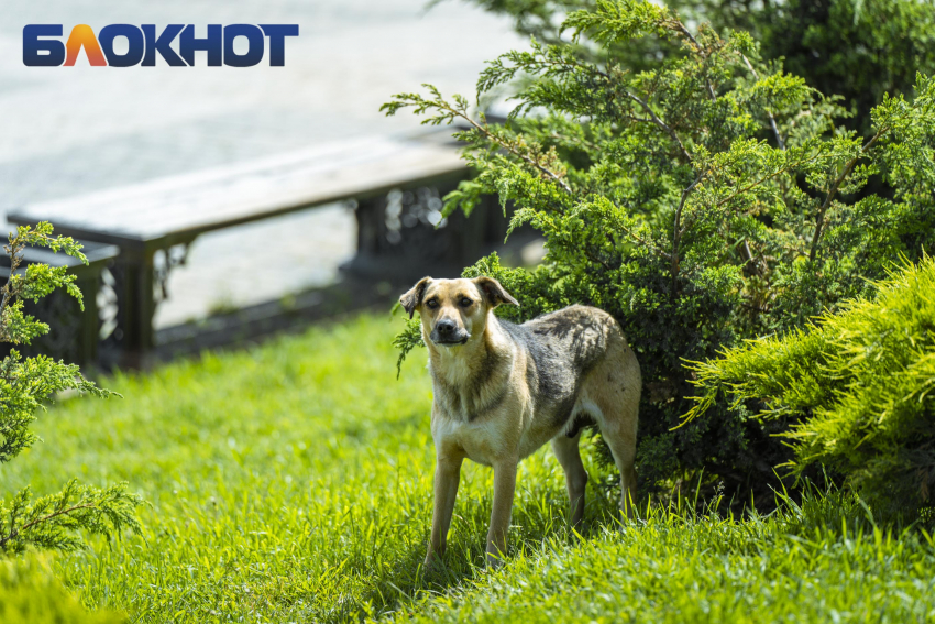 Бездомных собак отлавливают в микрорайонах и посёлках Краснодара