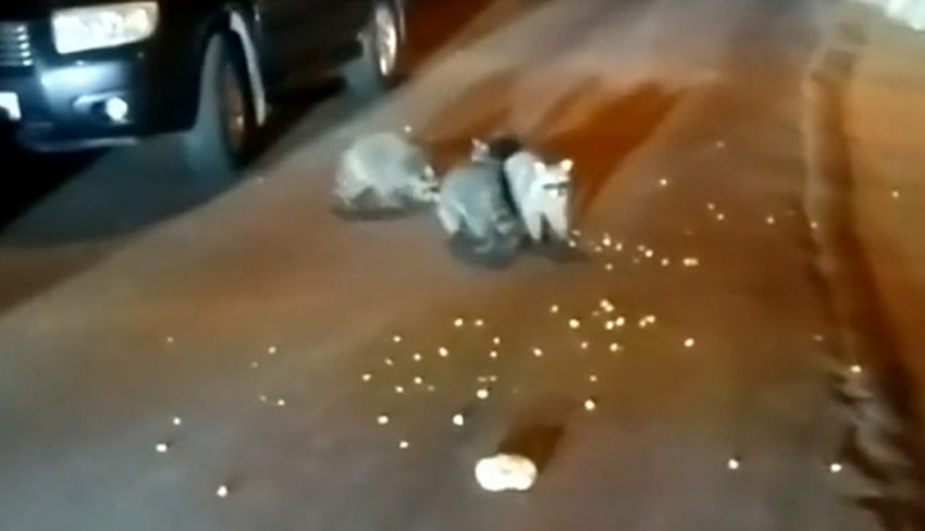 «Еноты те еще гопники»: в Сочи на видео попала семья голодных животных