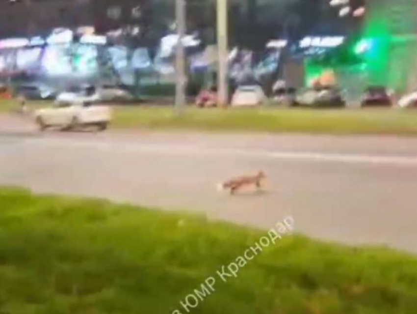 Лиса устроила показательный забег через дорогу в Краснодаре