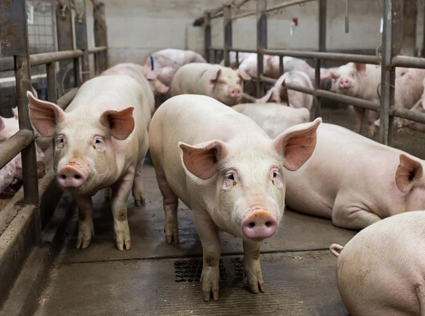 Мясокомбинат на Кубани закрыли на карантин из-за заражённых свиней