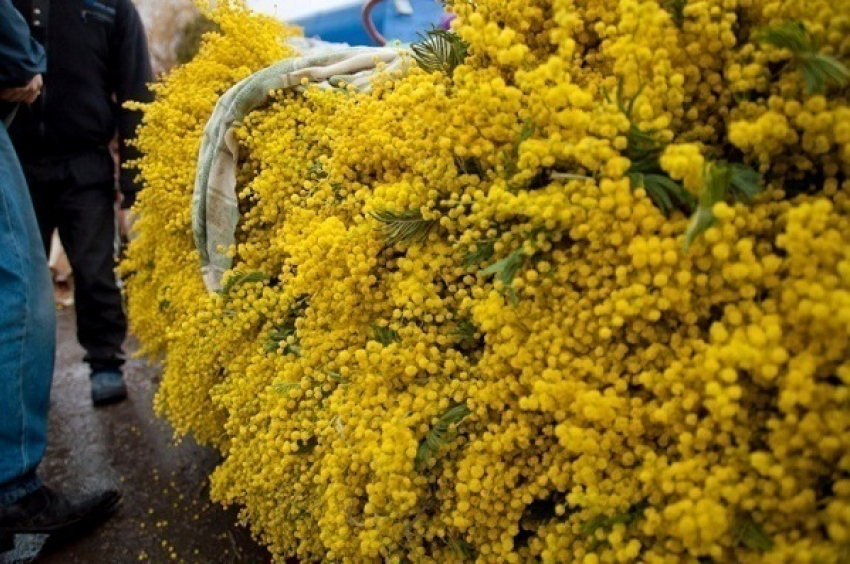 В Сочи за неделю доставили 125 тонн цветов из Абхазии 