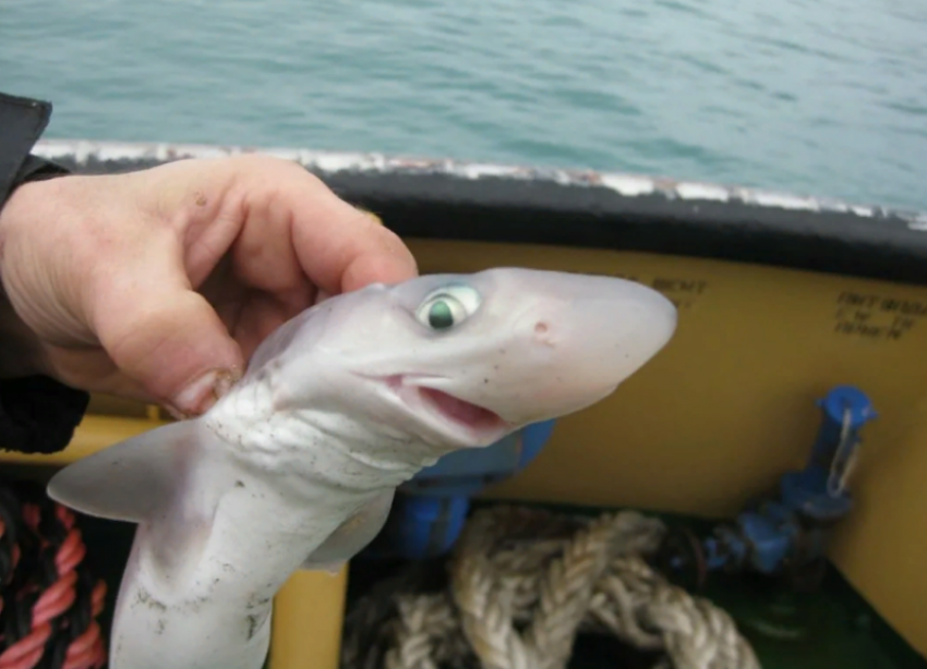 Рыбы Черного моря: фото, виды, описание
