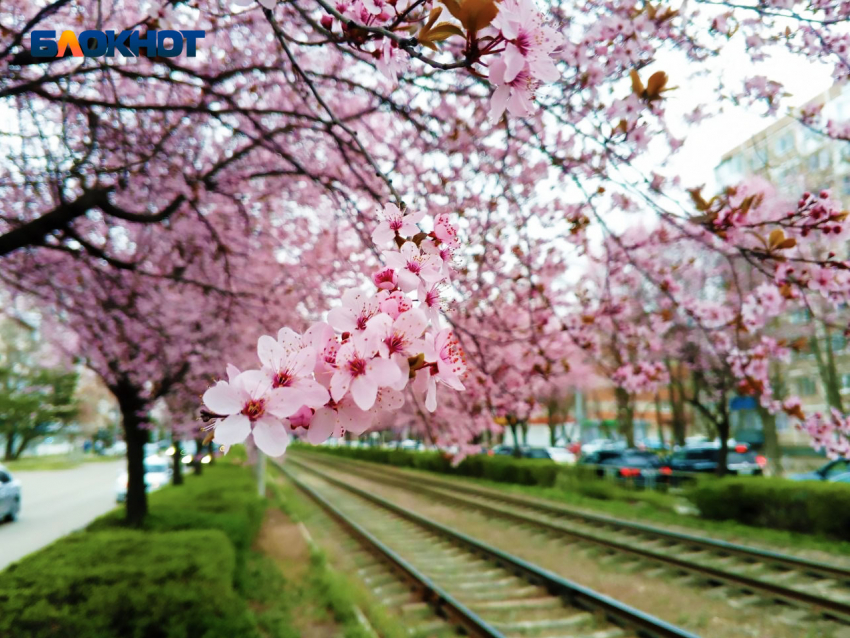 Вторая Япония: Краснодар утонул в цветении слив Писсарди