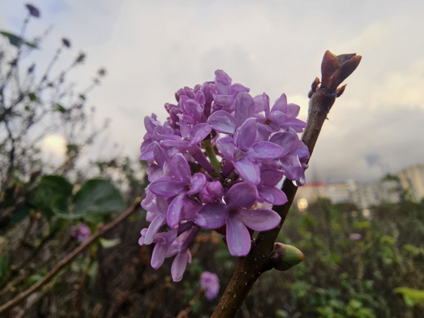 Зимой жителей Кубани радует цветущая сирень