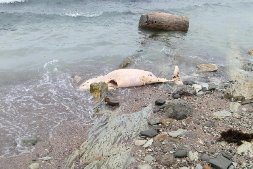 В Новороссийске нашли дельфина, погибшего под винтом моторной лодки