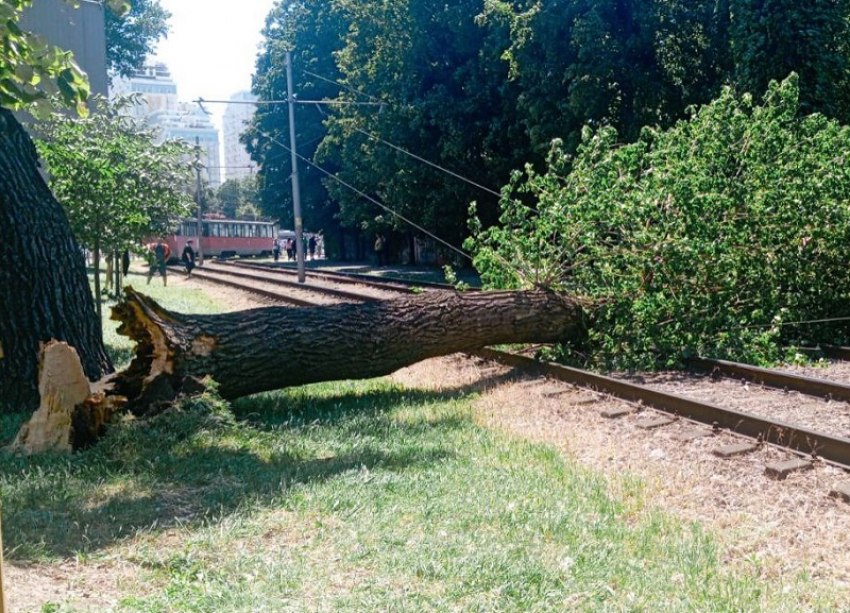 На улицах Краснодара из-за ветра массово падают деревья