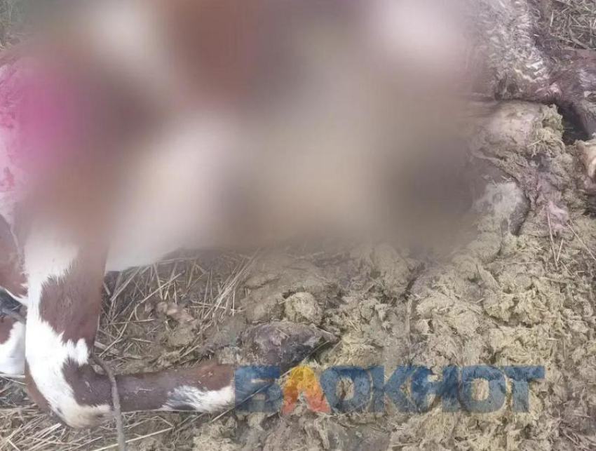 «Загрызли второго быка за неделю»: волки стали подходить к домам на Кубани