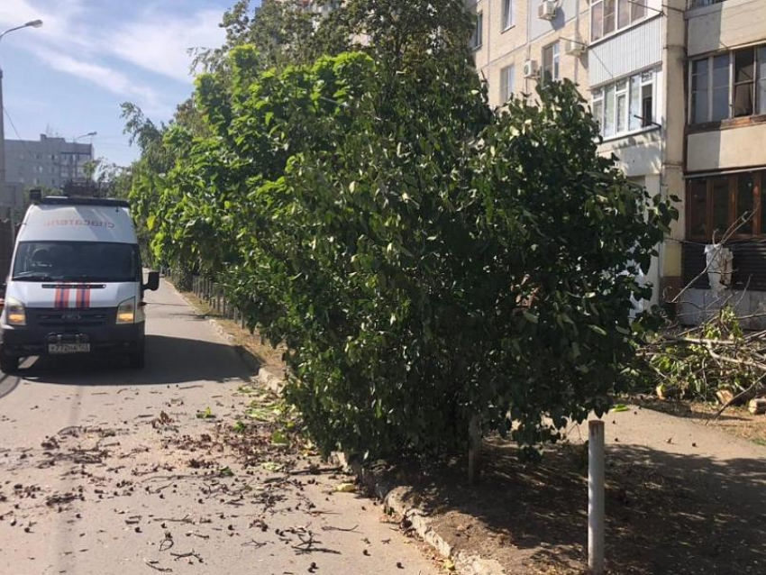 Ураганный ветер повалил деревья и ветки в Краснодаре 