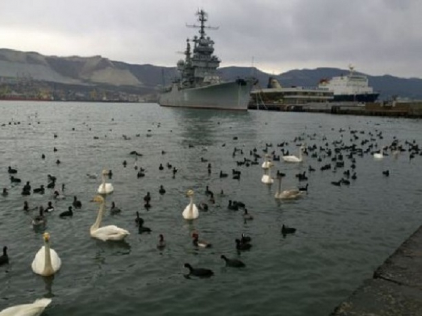 Раненому лебедю из Новороссийска сделают операцию 