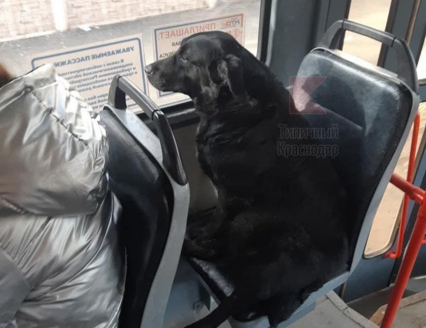 В трамваях Краснодара разъезжает грустный Хатико в поисках нового хозяина