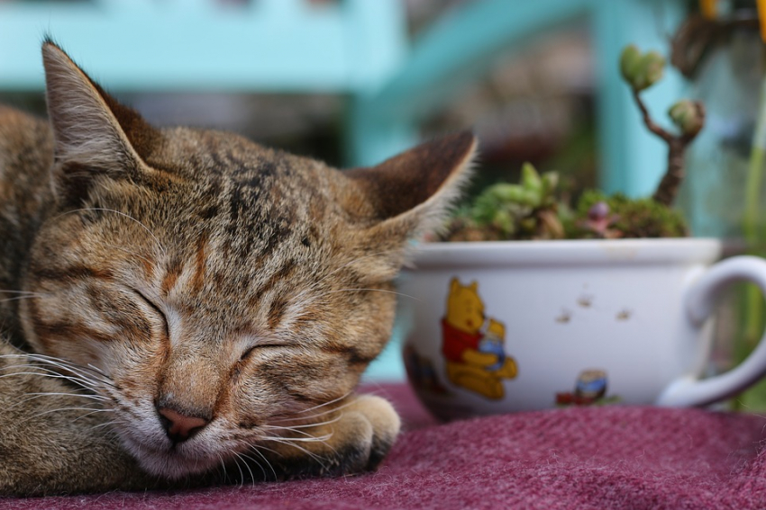 Суббота порадует жителей Кубани хорошей погодой 