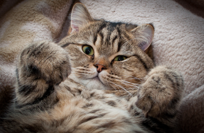 Похолодание и осадки прогнозируют синоптики 16 января в Краснодарском крае