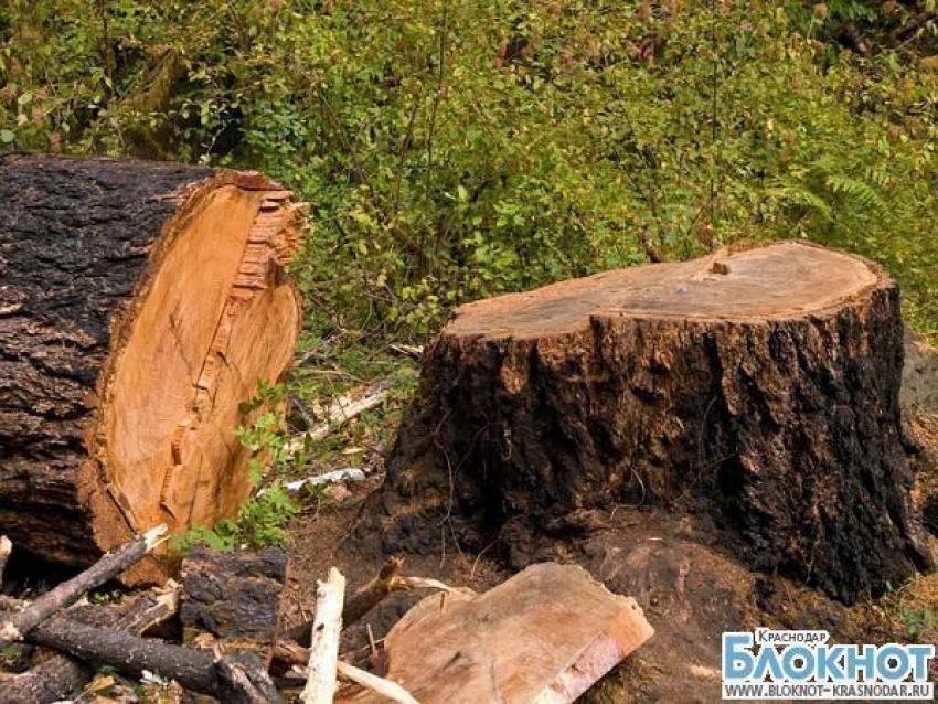 В Краснодарском крае на подростка упало дерево 