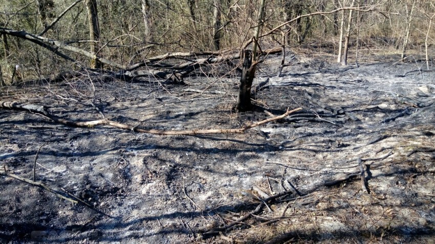 Уникальные подробности пожара в Цемесской роще Новороссийска