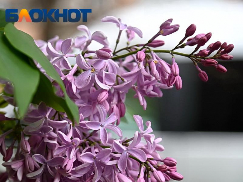 С пасмурной погоды начнется предпоследняя неделя апреля в Краснодаре 